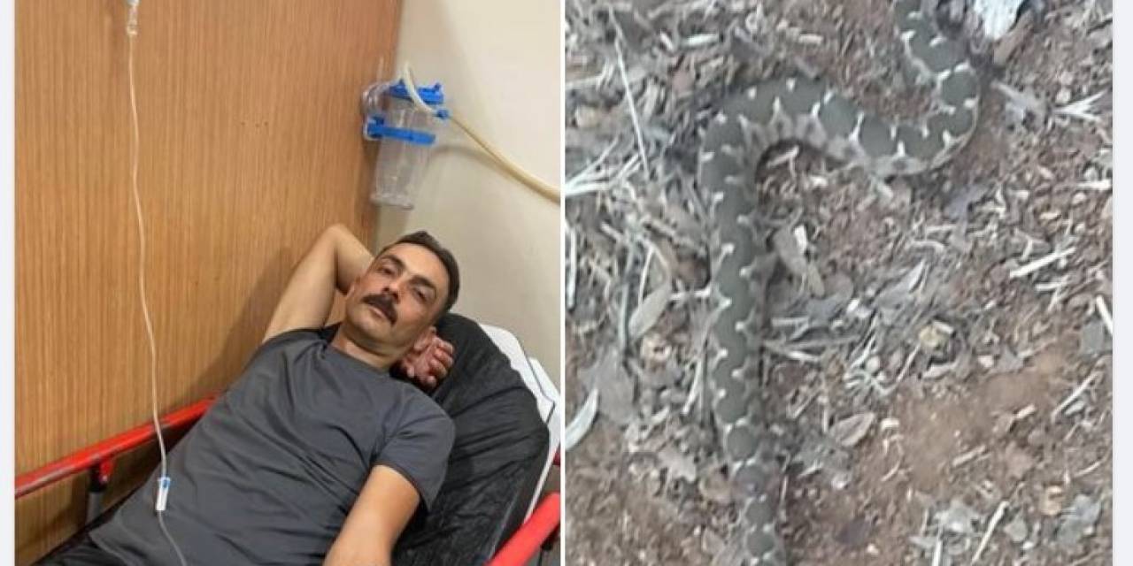 Aydın’da Yılanın Isırdığı Şahıs Hastaneye Kaldırıldı