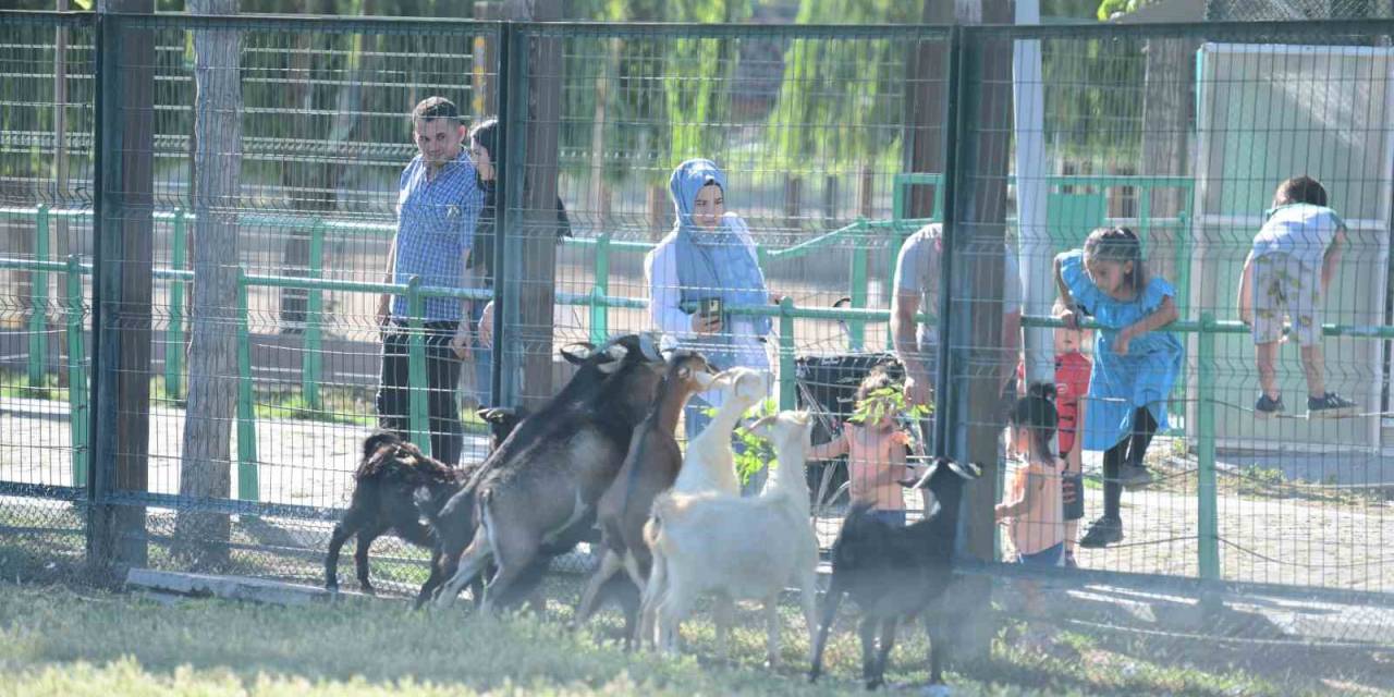 Büyükşehir Hayvanat Bahçesi’nin Misafirlerine Bayramda Ziyaretçi Akını