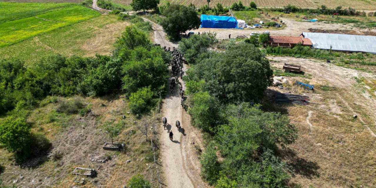 Afrika Değil Tokat: Tokat’ta Afrika Belgesellerini Andıran Görüntüler