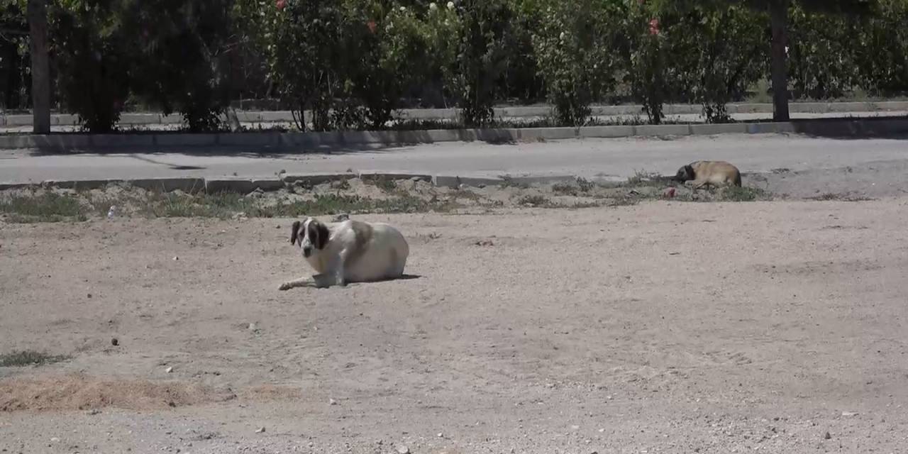 Niğde’de Kuduz Şüphesi Olan Köpeğin Testi Negatif Çıktı