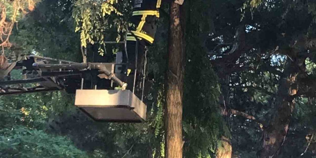 İtfaiyeden Kedi Kurtarma Operasyonu