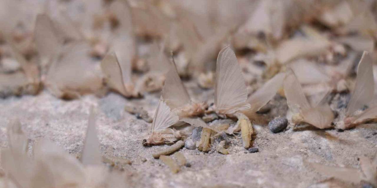 Bir Gün Sineklerinin ‘Ölüm Uçuşu’ Başladı, Vatandaş Tarihi Köprüye Akın Etti