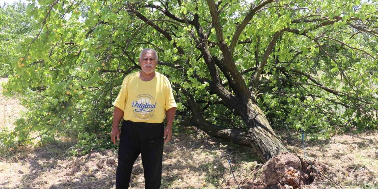 Malatya’da Kayısı Hasadı İçin Gün Sayan Çiftçilere Fırtına Şoku