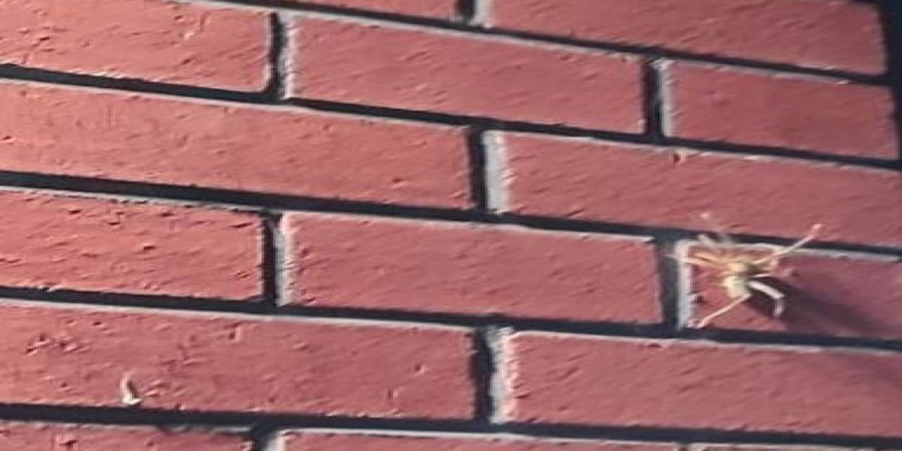 Niğde’de "Sarıkız Örümceği" Görüldü