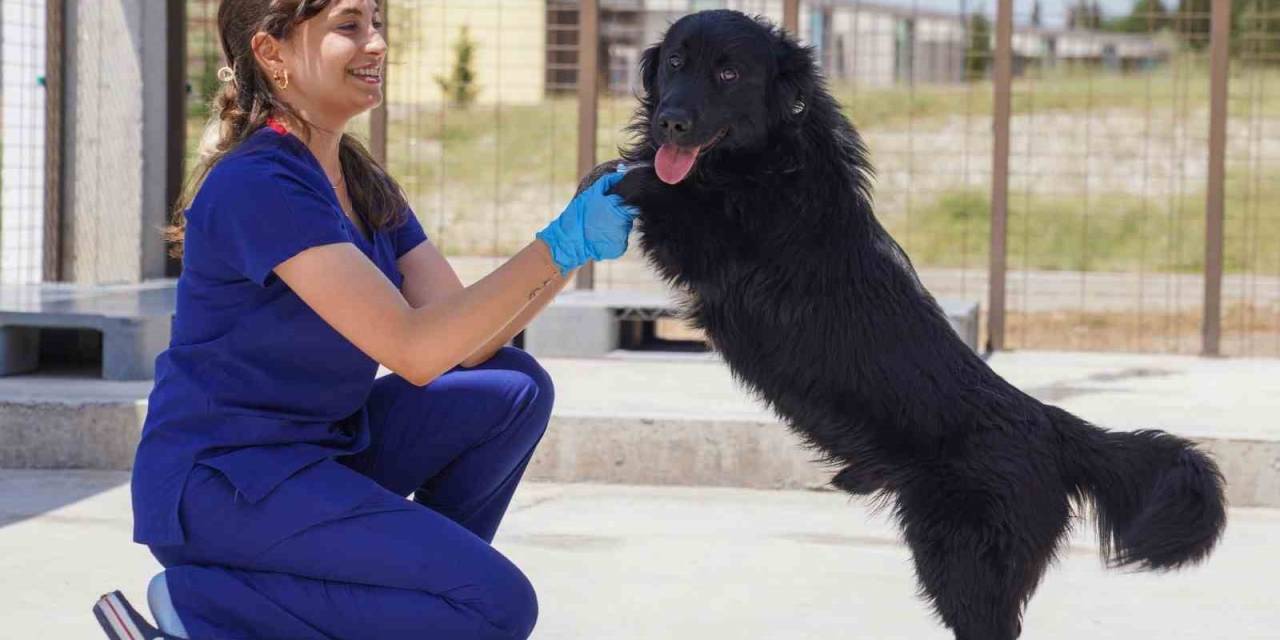 Yılın İlk 6 Ayında İzmir’deki Barınaklardan 500 Köpek Sahiplendirildi