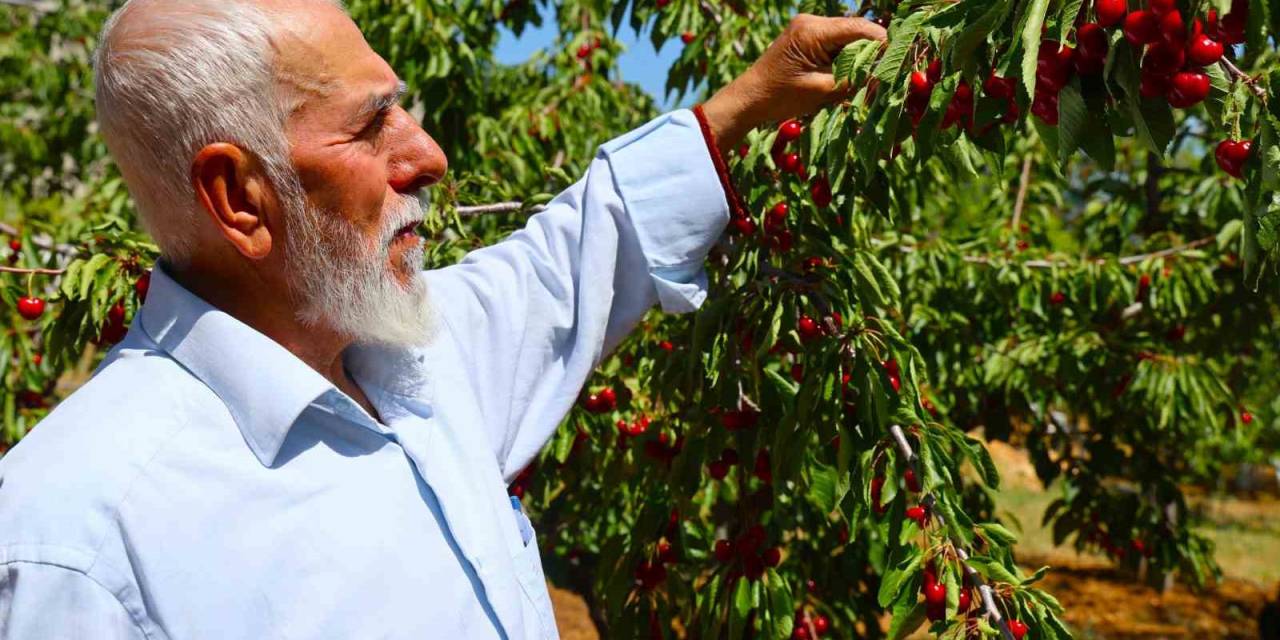 Medeniyetler Beşiği 5 Bin Yıllık Harput’ta Erken Kiraz Hasadı