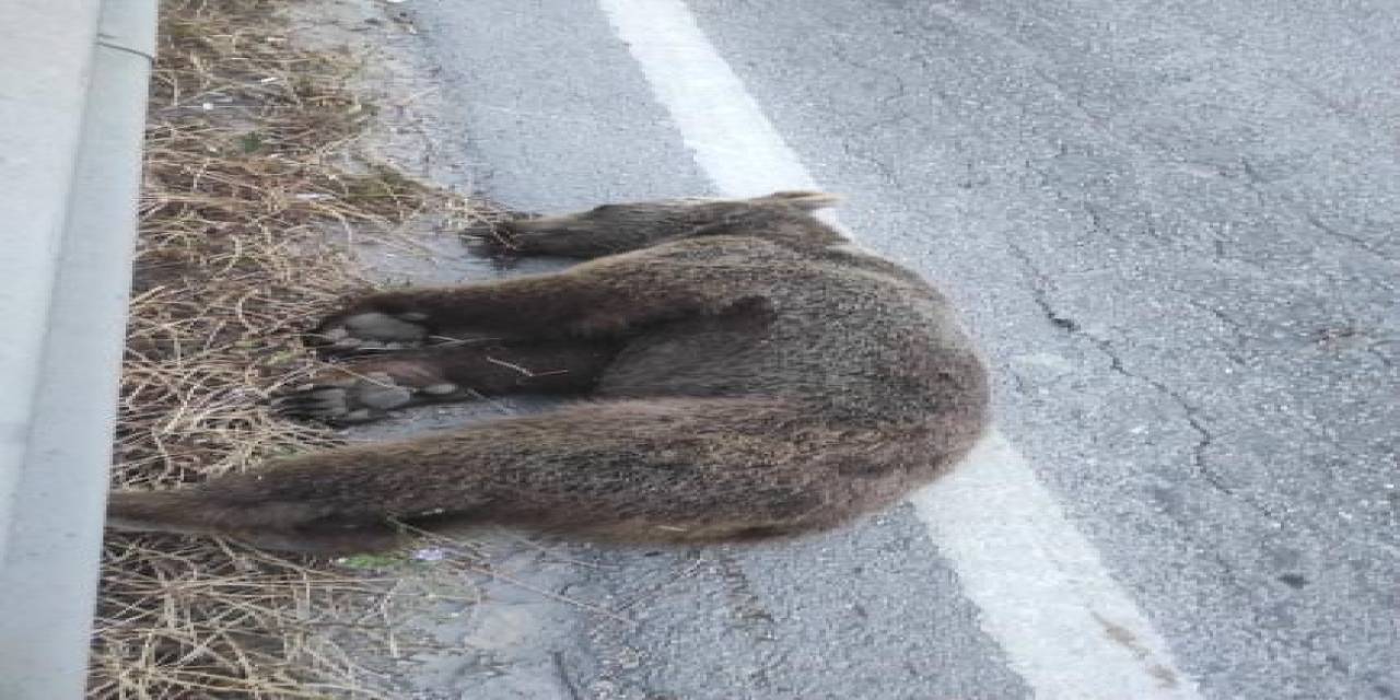 Bayram Dönüşü Tatilcilere Yolda Ayı Sürprizi...