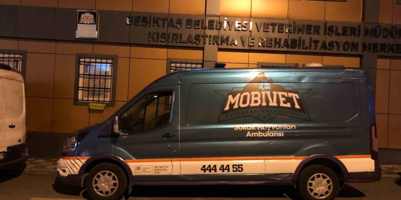 Beşiktaş Belediyesi Yangın Felaketinin Yaşandığı Bölgeye Hayvan Ambulansı Gönderdi
