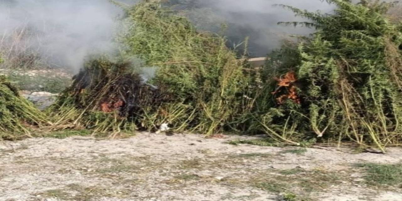 Kırklareli’nde Ayçiçeği Tarlasında 1 Milyon Kök Hint Keneviri Ele Geçirildi