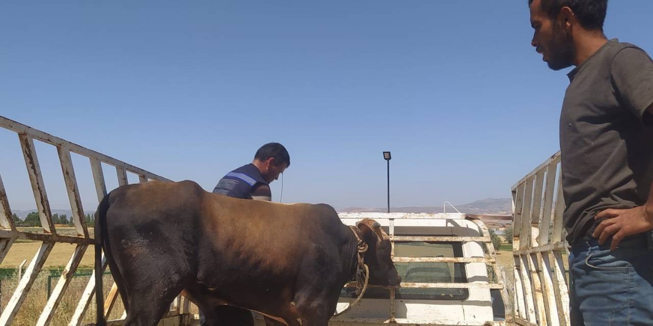 "Son Yılan Bükücü" Tuncay Bir Haftadır Kaçan Kurbanlığı Yakaladı