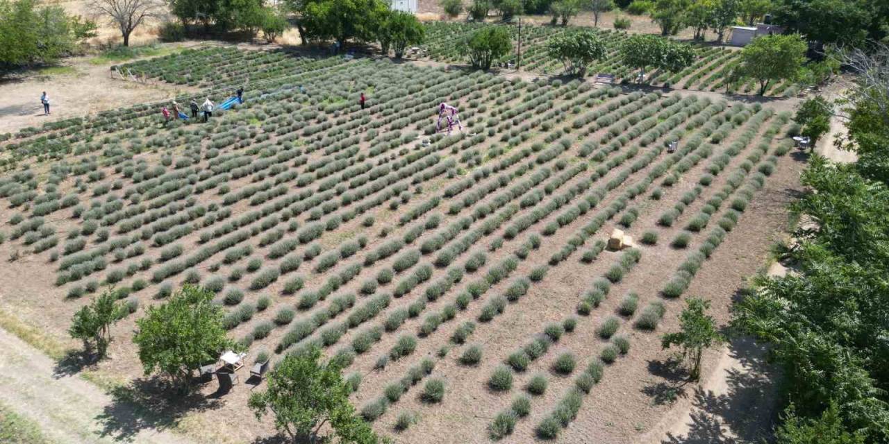 Kilis’te Alternatif Ürün Olarak Üretimine Başlanan Lavantanın Hasadı Başladı