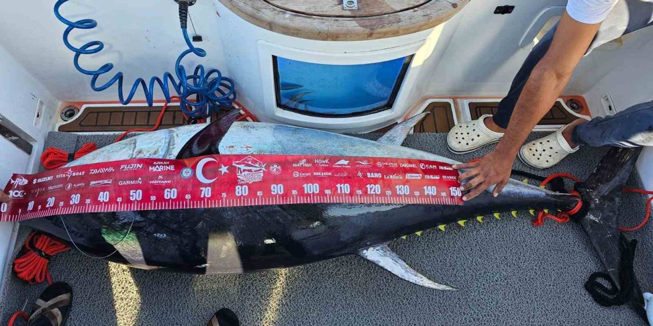 154 Kiloluk Devasa Orkinosu 4 Kişi, 1 Saatlik Mücadeleyle Yakalamayı Başardı