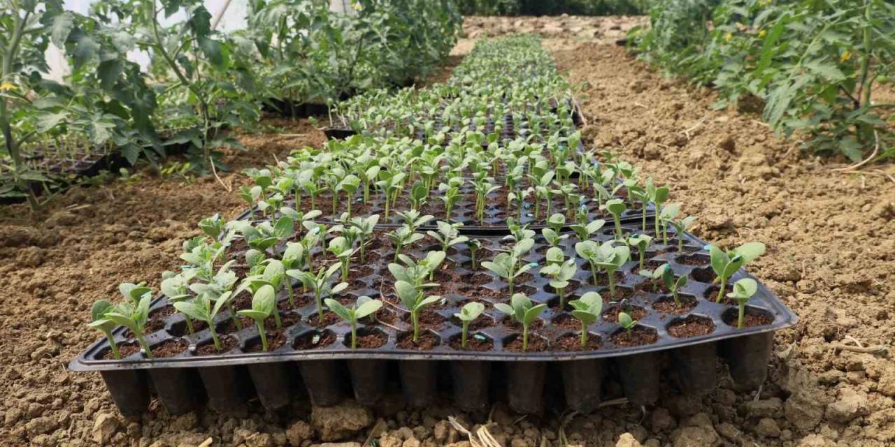 Üreticiler Karpuz Fidelerini Toprakla Buluşturdu