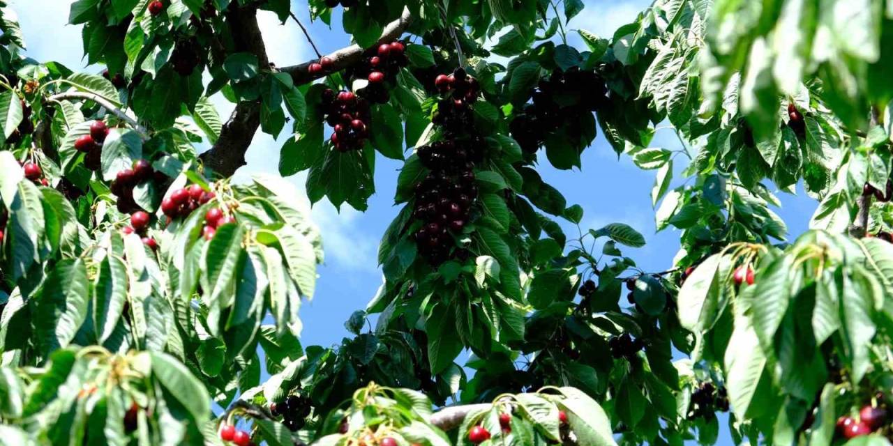 Erzincan’da Kiraz Ağacından Düşme Vakaları Arttı