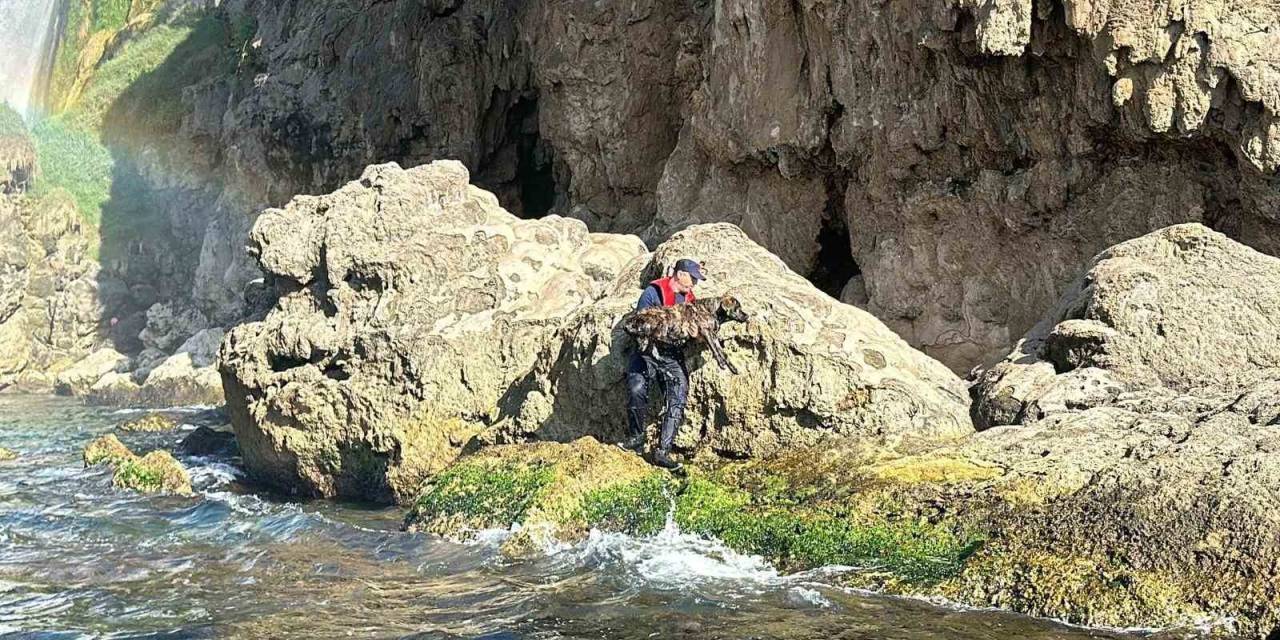 Antalya’da Denize Düşen Köpeği Sahil Güvenlik Ekipleri Kurtardı