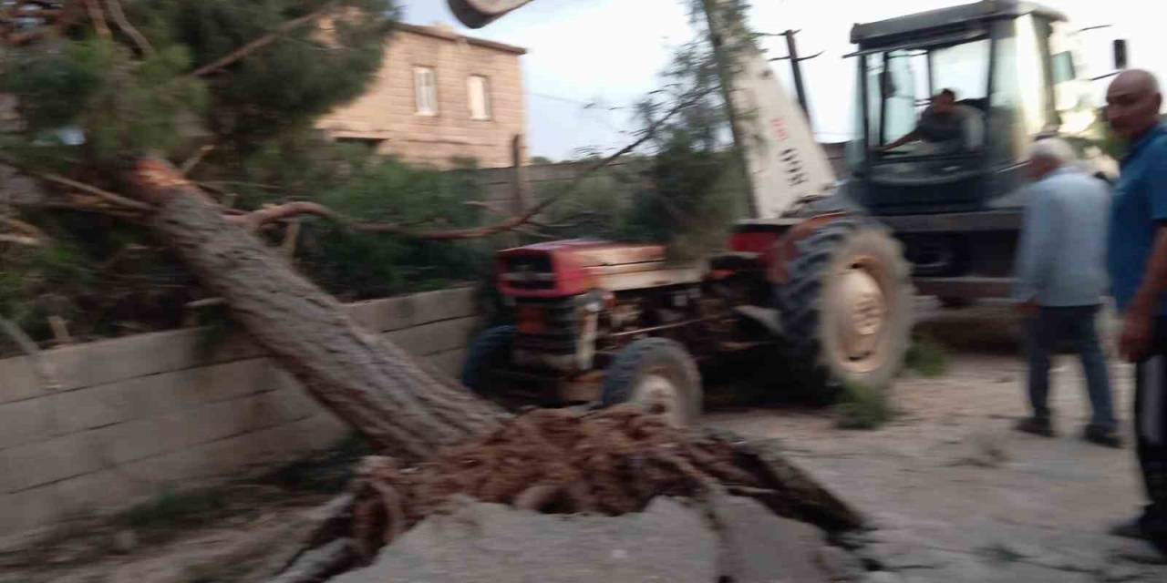 Fırtına Antep Fıstığı Ağaçlarına Zarar Verdi
