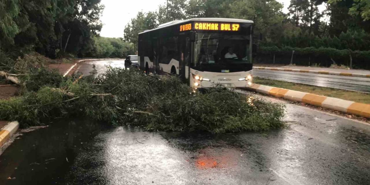 Şanlıurfa’da Fırtınada Ağaçlar Devrildi, Yollar Göle Döndü