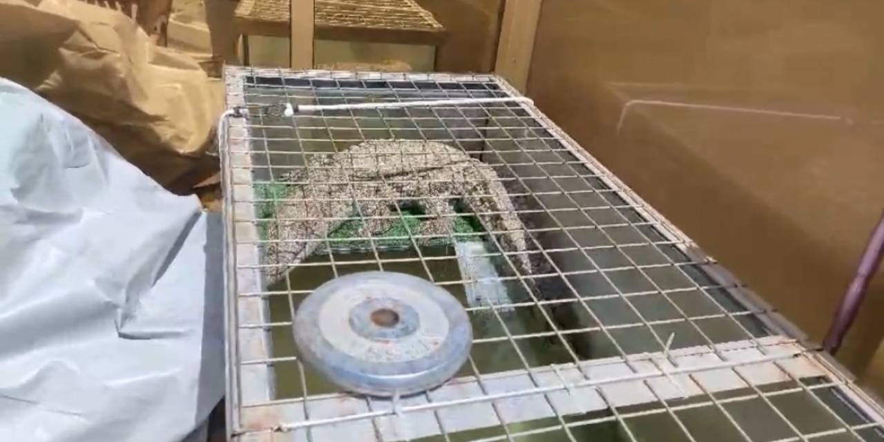 İstanbul’da Kazaklı Timsah Operasyonu: Timsahı Tasma Takıp Gezdirdi