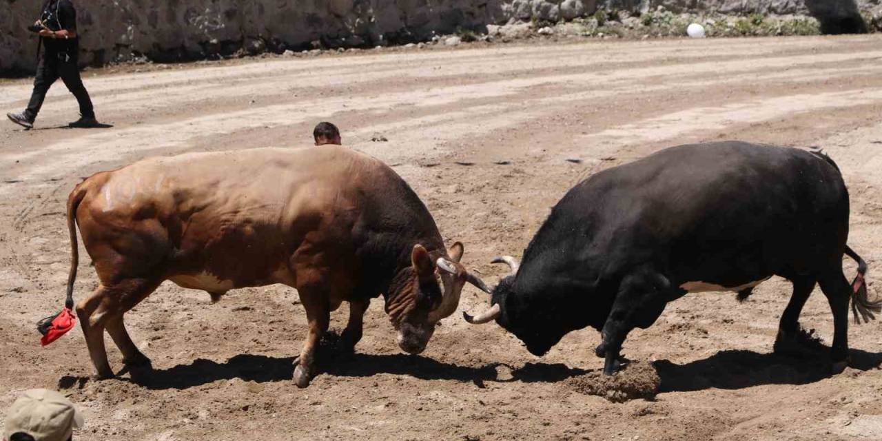 Ayder’de Kıyasıya Boğa Güreşleri