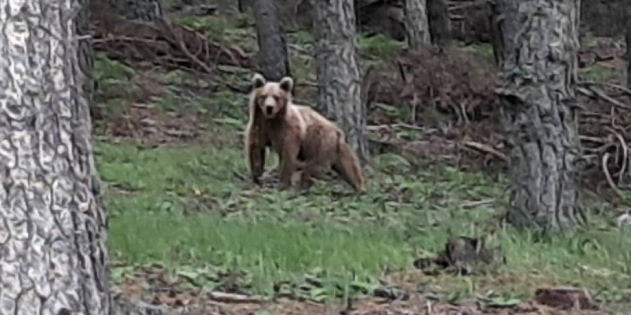 Ayı İle Vatandaşın Tebessüm Ettiren Diyaloğu