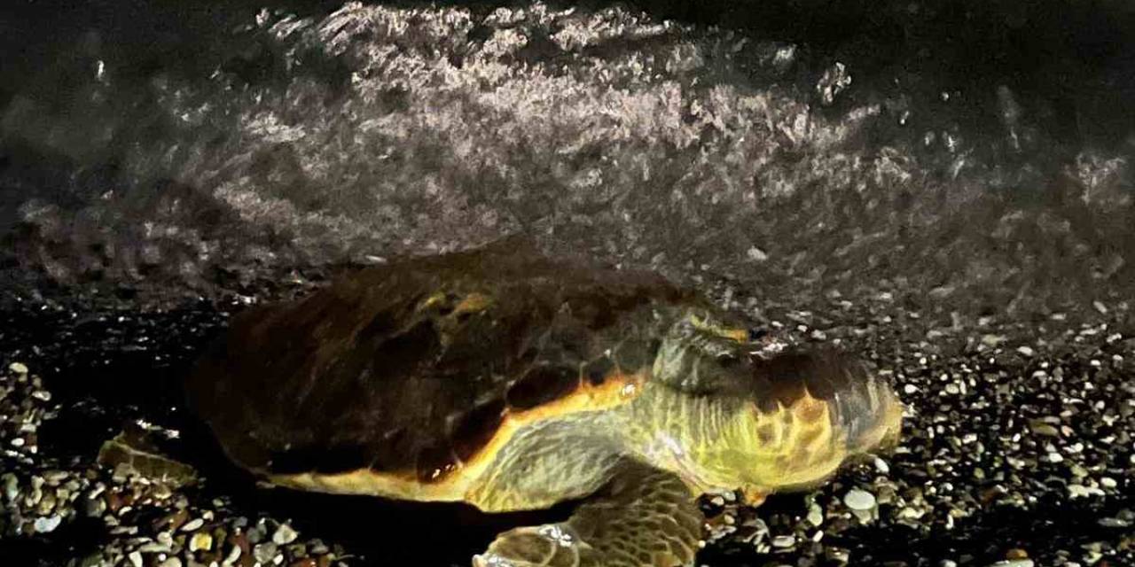 Konyaaltı Sahilinde Caretta Caretta Şaşkınlığı