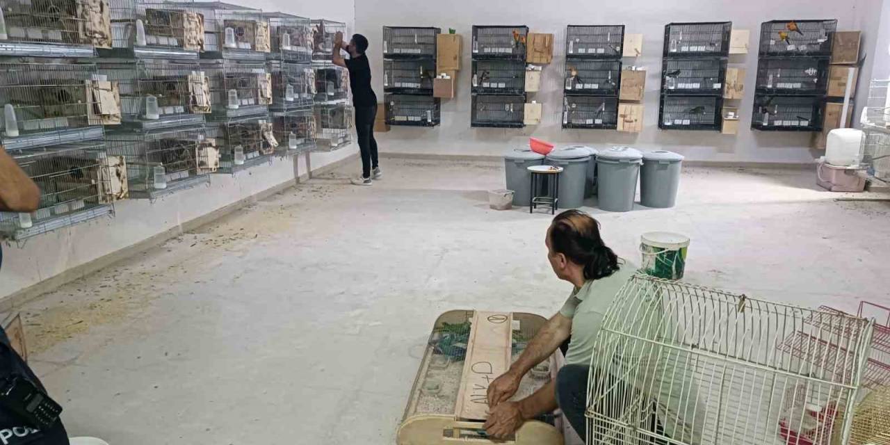 Giyim Mağazasında Kaçak Üretilen 77 Papağana El Konuldu, 41 Bin Tl Ceza Kesildi
