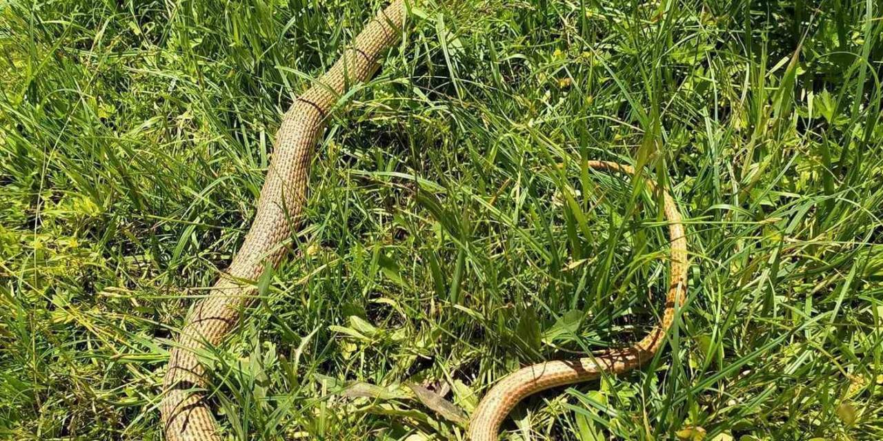 Patnos’ta  2 Metrelik Yılan Paniği