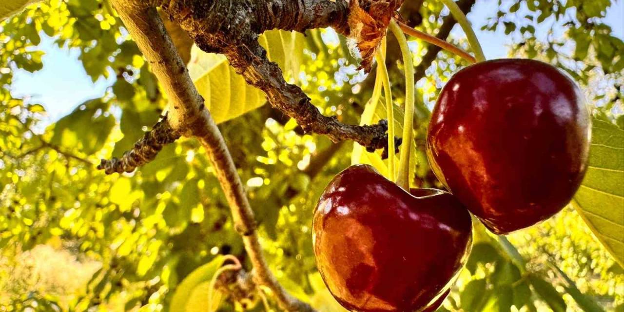 Afyonkarahisar’da Bu Yıl Kirazda İstenilen Rekolte Yakalanamadı