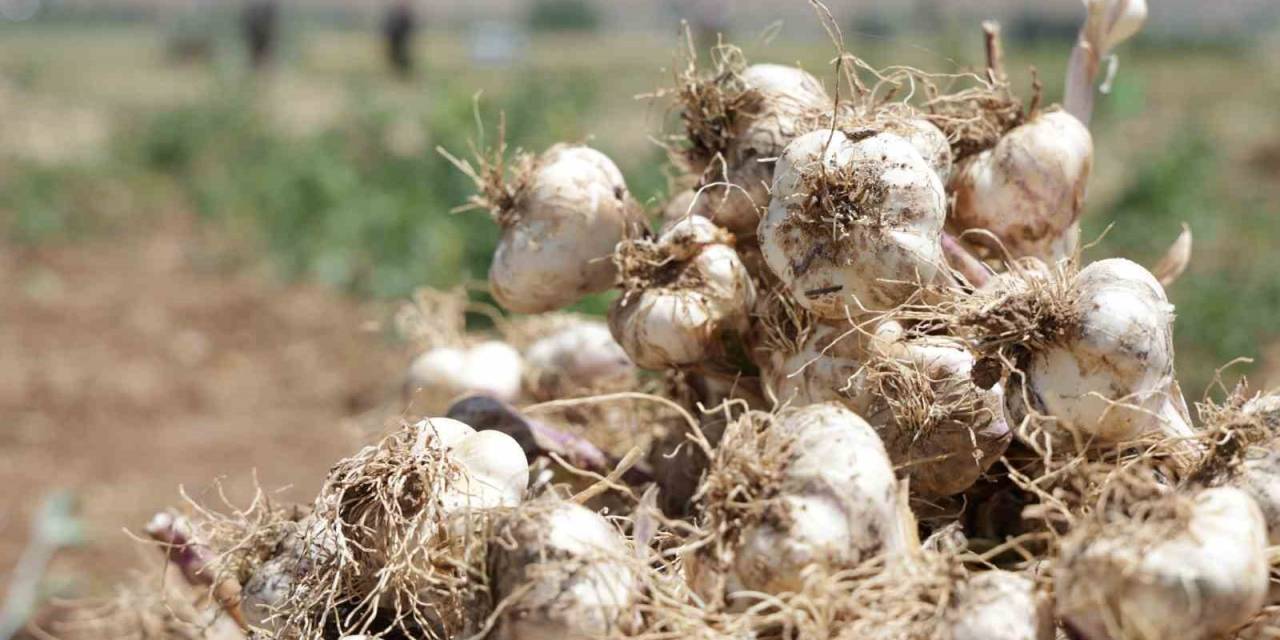 Aksaray’ın Organik Sarımsakları Rusya Ve Almanya Yolunda