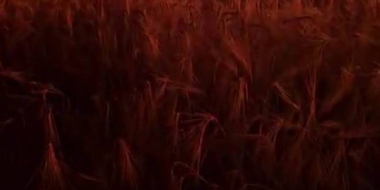 Elektik Direğinden Çıkan Kıvılcım Ekili Alanı Küle Çevirdi