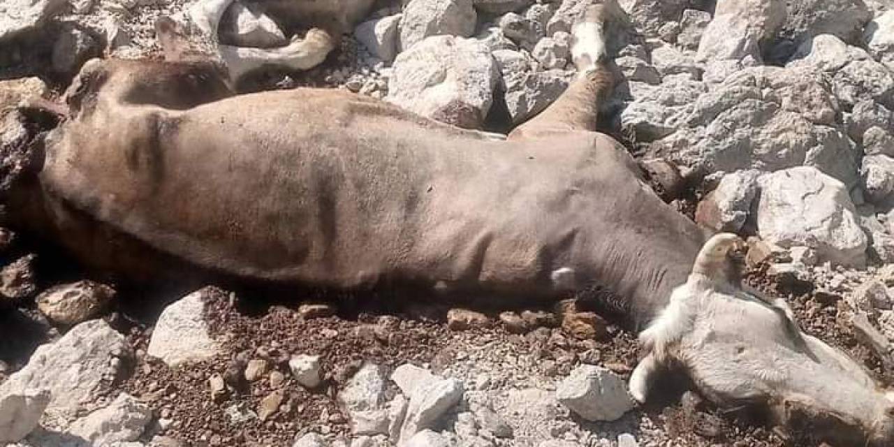 Gazipaşa’da Yaylada İnek Ve Buzağısı Kurtlar Tarafından Telef Edildi