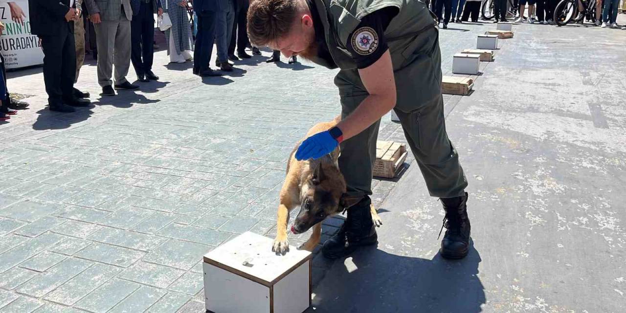 Hassas Burunlu "Hera" Hünerlerini Sergiledi