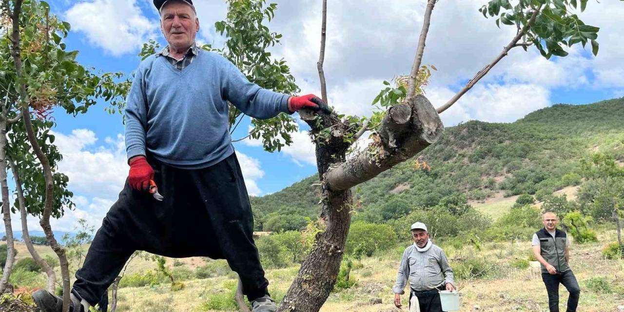 Amasya’da Menengiç Ormanı Aşılamayla ’fıstık’ Gibi Oldu