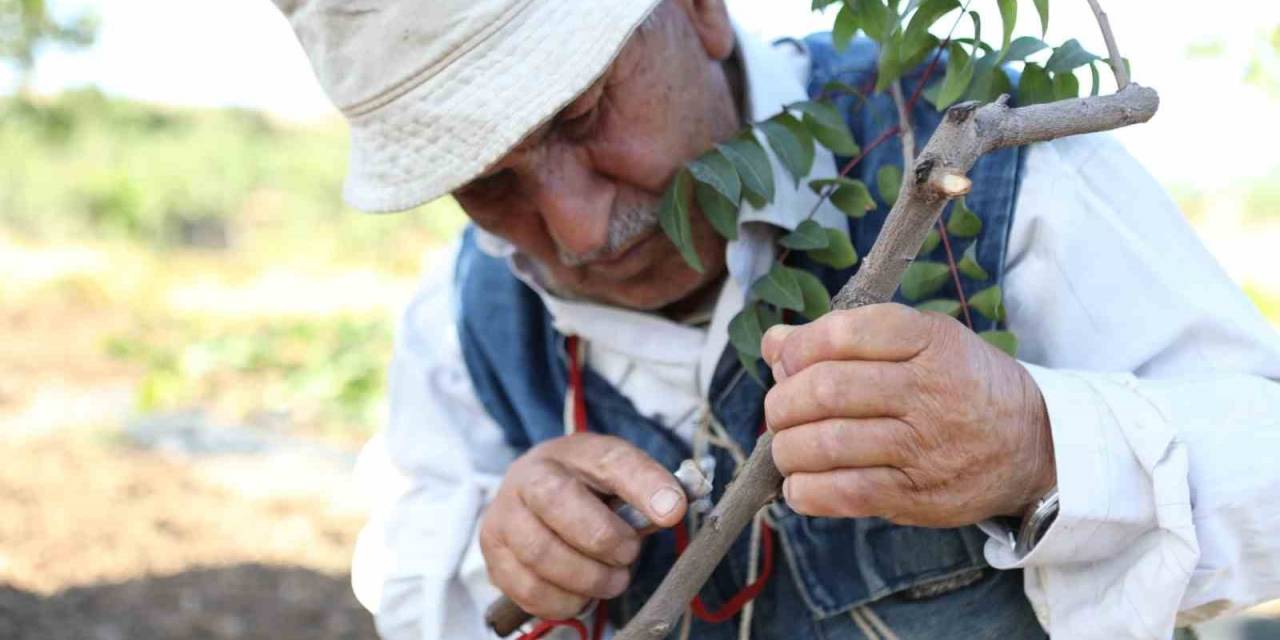 Siirt Fıstığında Boş Meyve Sorunu "Erkek Aşı Kalemi Dağıtım Projesi" İle Çözüme Kavuşuyor