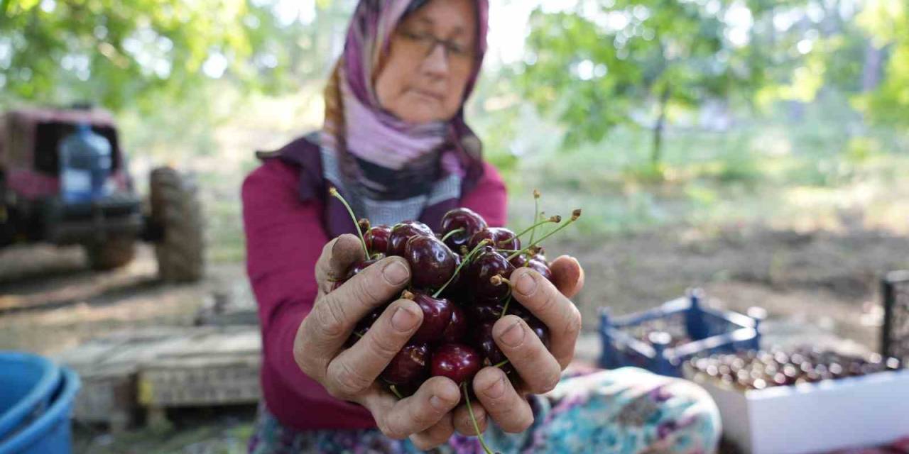 Coğrafi İşaretli Keles Kirazında 22 Bin Ton Rekolte Bekleniyor