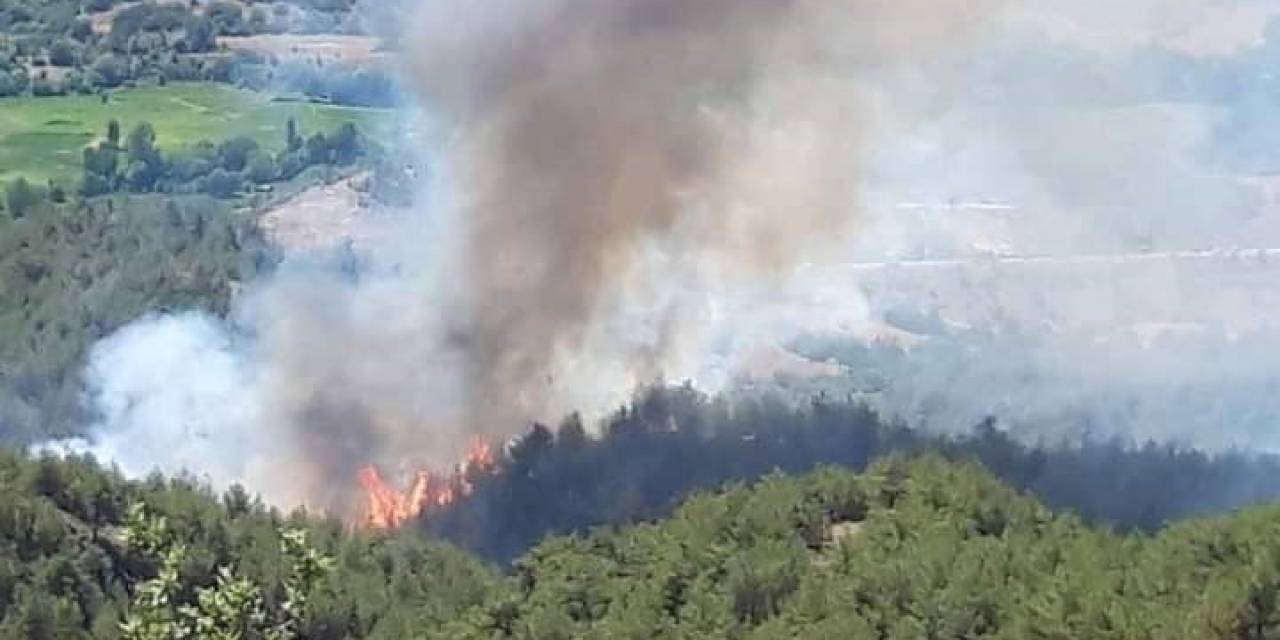Sinop’ta Orman Yangını