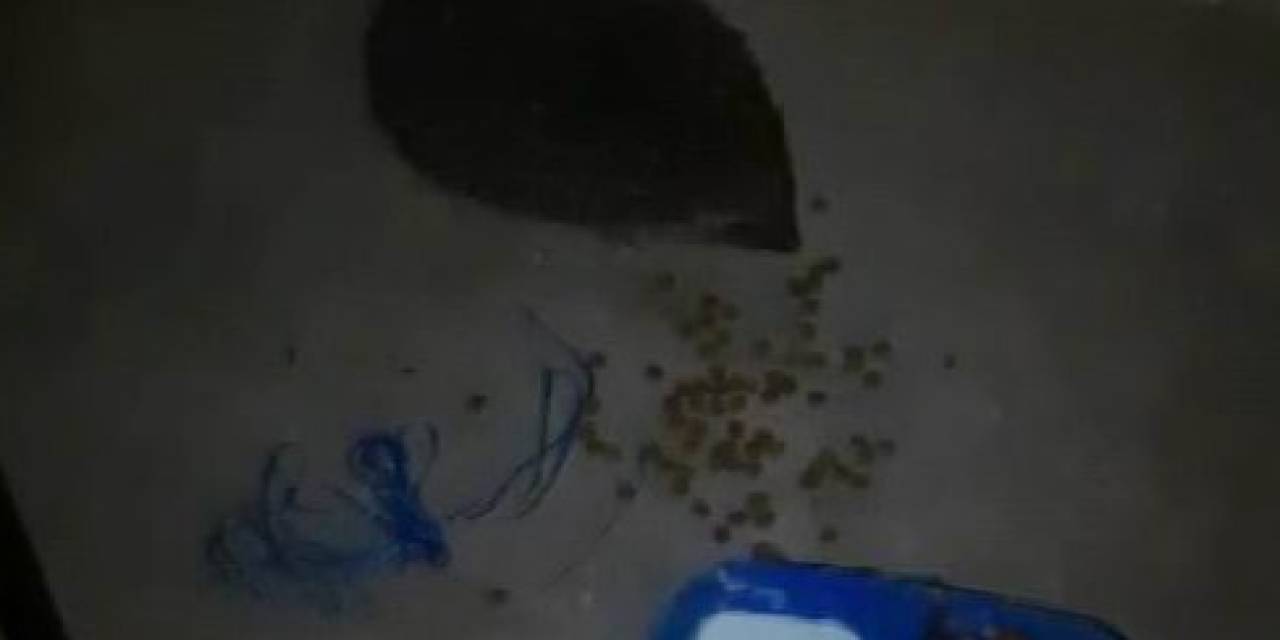 Her Gün Yanına Gelen Kirpiyi Elleri İle Besliyor