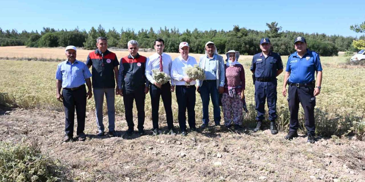 Denizli Kekiğinde Hasat Başladı