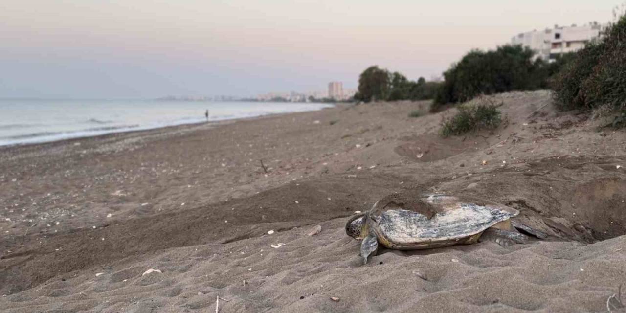 Mersin, Sezonluk Misafirlerini Ağırlıyor