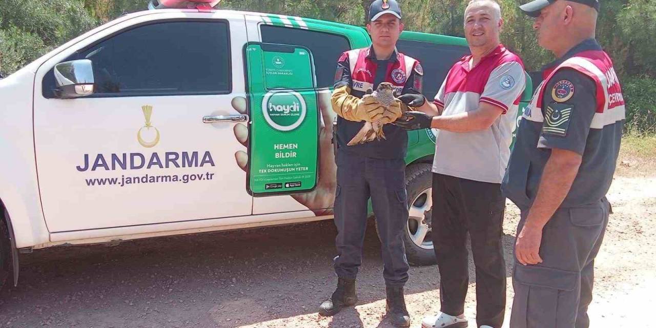 Yaralı Kılıç Kanat Şahine Jandarmadan Şefkat Eli