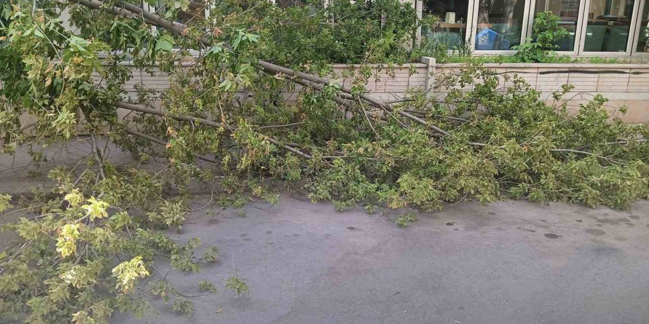 Rüzgarın Devirdiği Ağaç, Park Halindeki Otomobillerin Üzerine Düştü