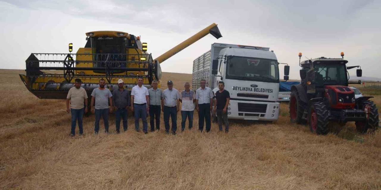 Beylikova Belediyesi Hububat Hasadına Başladı