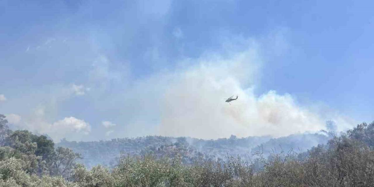 Söke’de Çıkan Yangında 120 Dönüm Zeytinlik Yandı