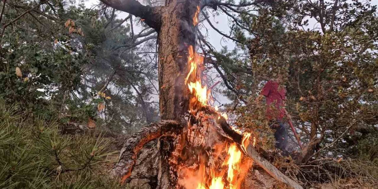 Ormana Yıldırım Düştüğünü Gördü, Yangın Çıkmasını Engelledi