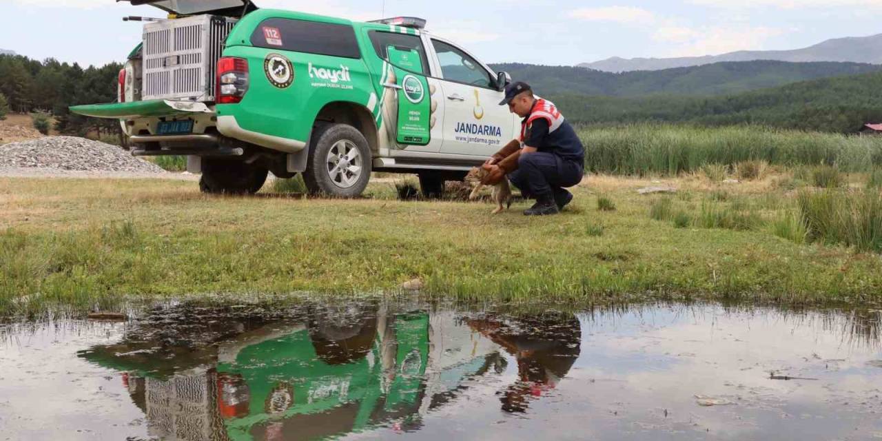 Jandarmanın Bulduğu Yaralı Tilki Koruma Altına Alındı