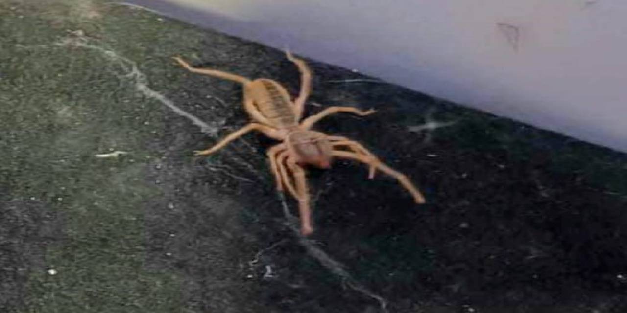 Sungurlu’da ’sarıkız’ Paniği