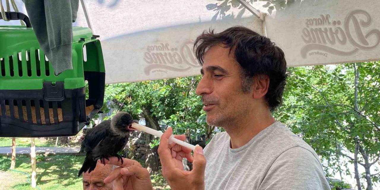 Yavru Kargaya Bebek Gibi Bakıyorlar