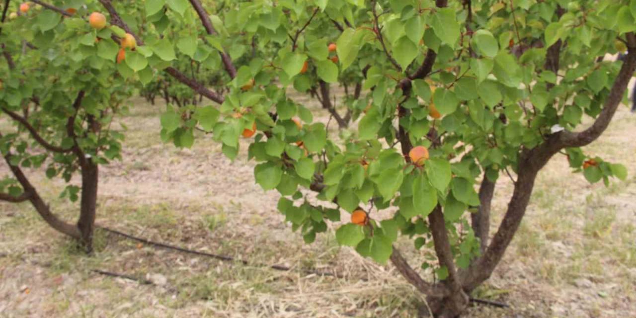 Mersin’de Üretilen 200 Bin Ton Kayısının Yarısı İhraç Edildi