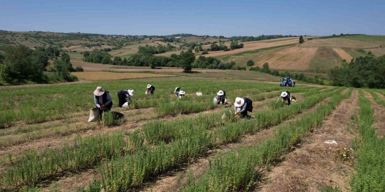 Kocaeli’de Kekik Hasadı Başladı