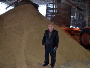 Çeltik Üreticisi Fiyat Bekliyor